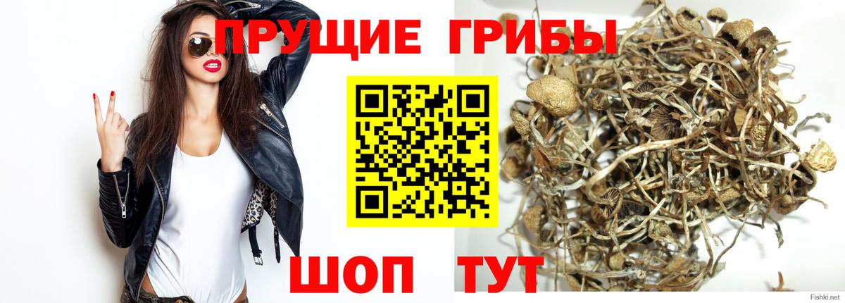 Тайшет  Псилоцибиновые грибы MAGIC MUSHROOMS  Вход с VPN 